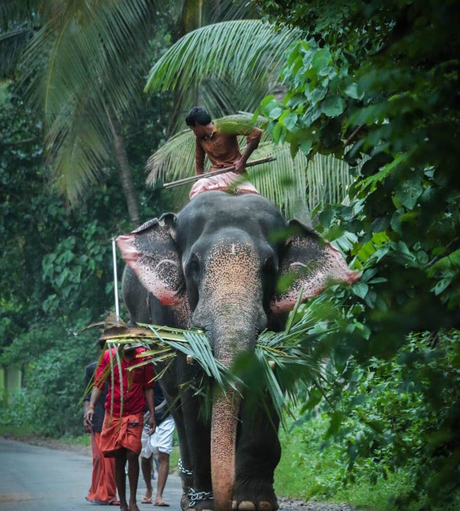 Img_5697_202202050744_thrissur elephand